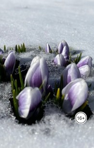 Обложка книги Русский романс - Наталья Гончарова